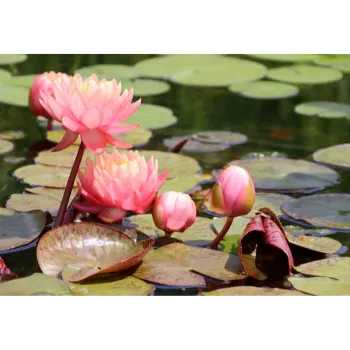 Natural Lotus Flower